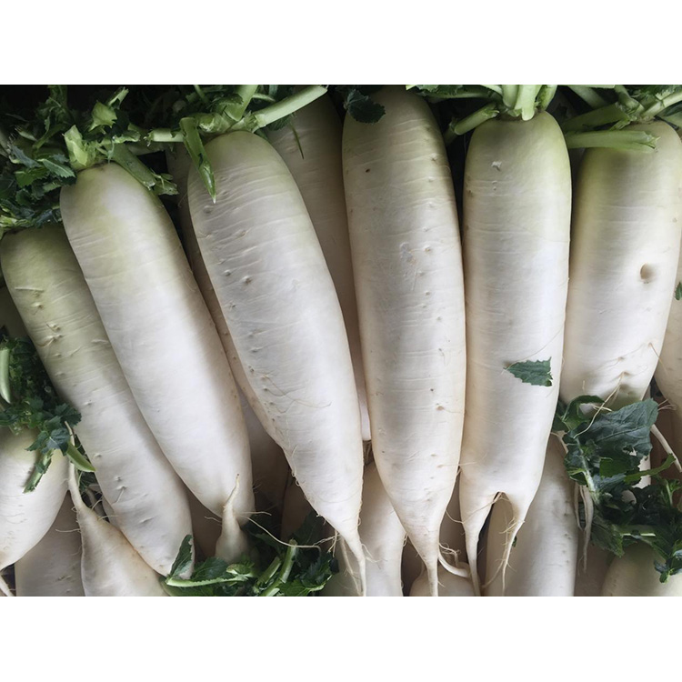 Explorare valorem nutritionis novae segetis recentis Radish ad immunitatem augendam et incrementum cellularum cancri inhibent